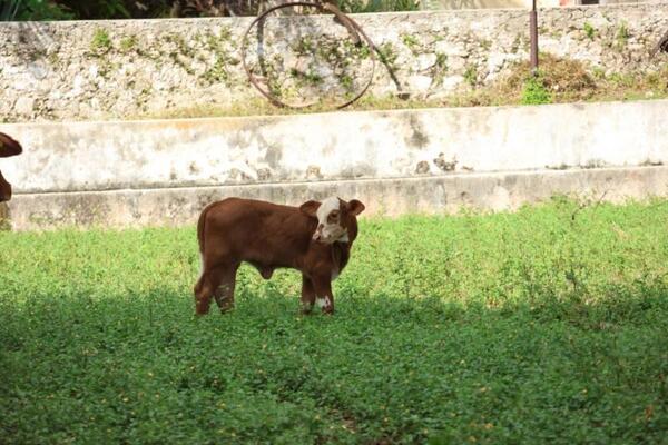 Cero animales muertos por gusano barrenador gracias a las acciones estratégicas
