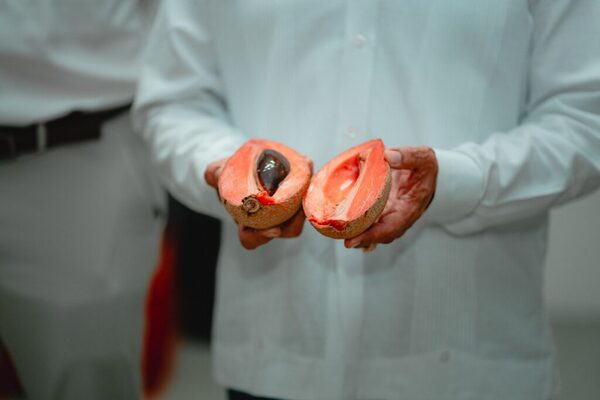 Yucatán abre mercado en Reino Unido con primer envío de mamey mexicano