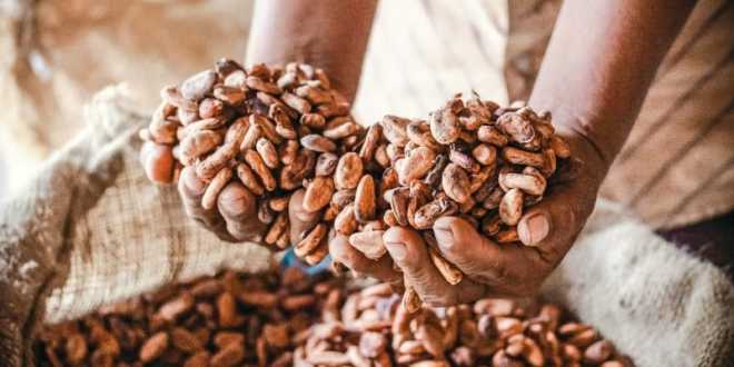 Caen consumo y precio del cacao en primer trimestre