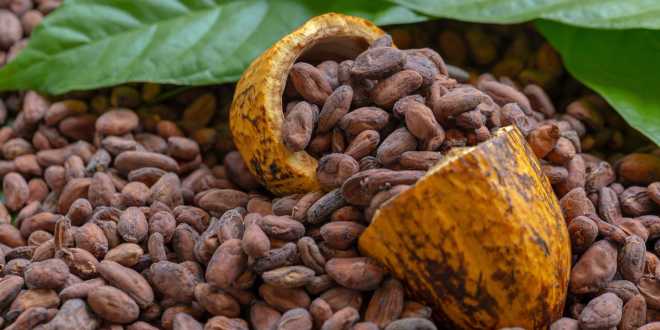 Desplome del precio del cacao