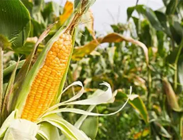 México importa cifra récord de maíz desde EE. UU., revela USD