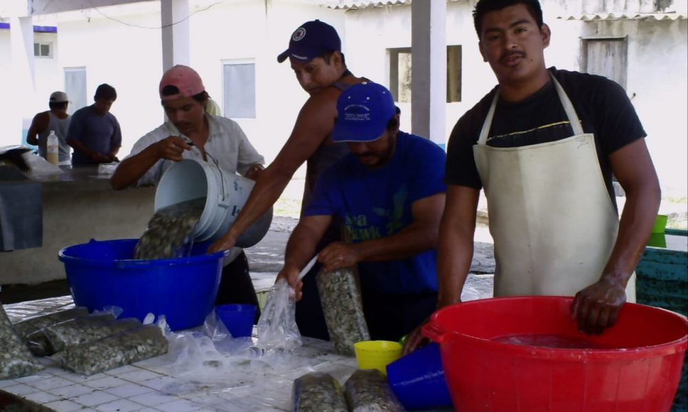 veda golpea producción de ostión