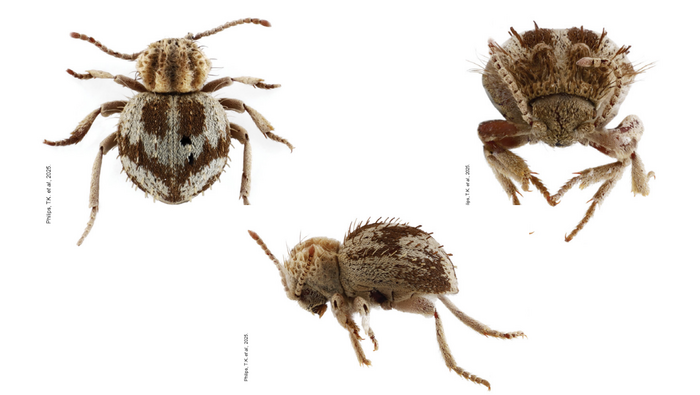 Descubren nueva especie de “escarabajo araña” en Perú