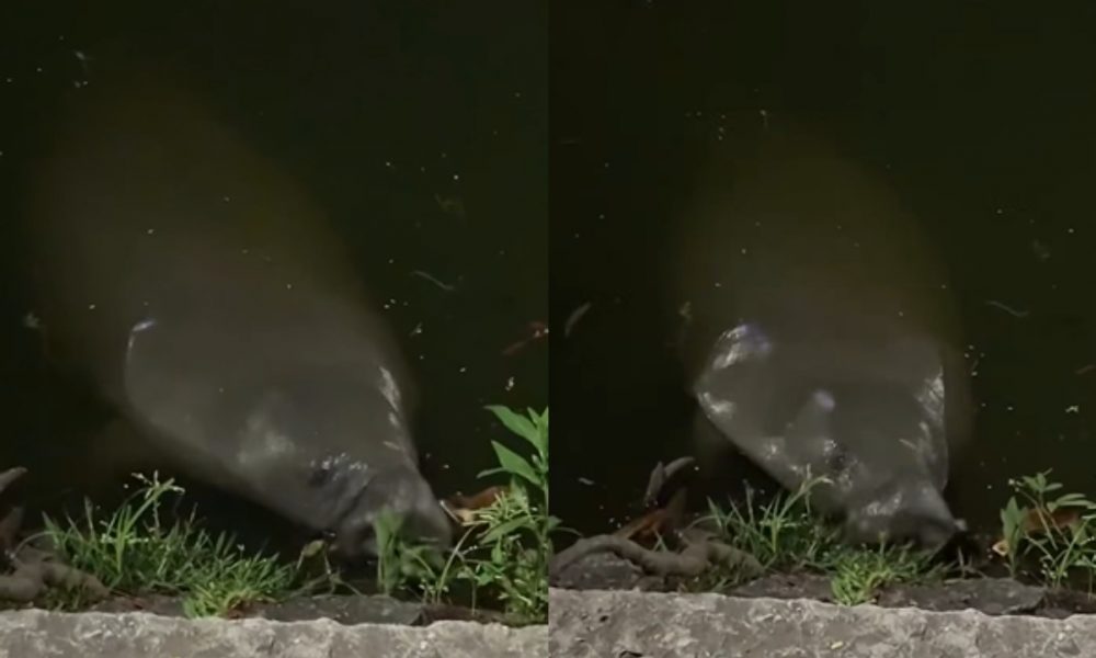 Captan manatí en la Laguna de las Ilusiones