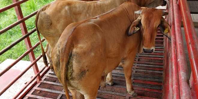 Aumenta precio de ganado en pie