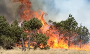 Conafor reporta 22 incendios forestales activos en México