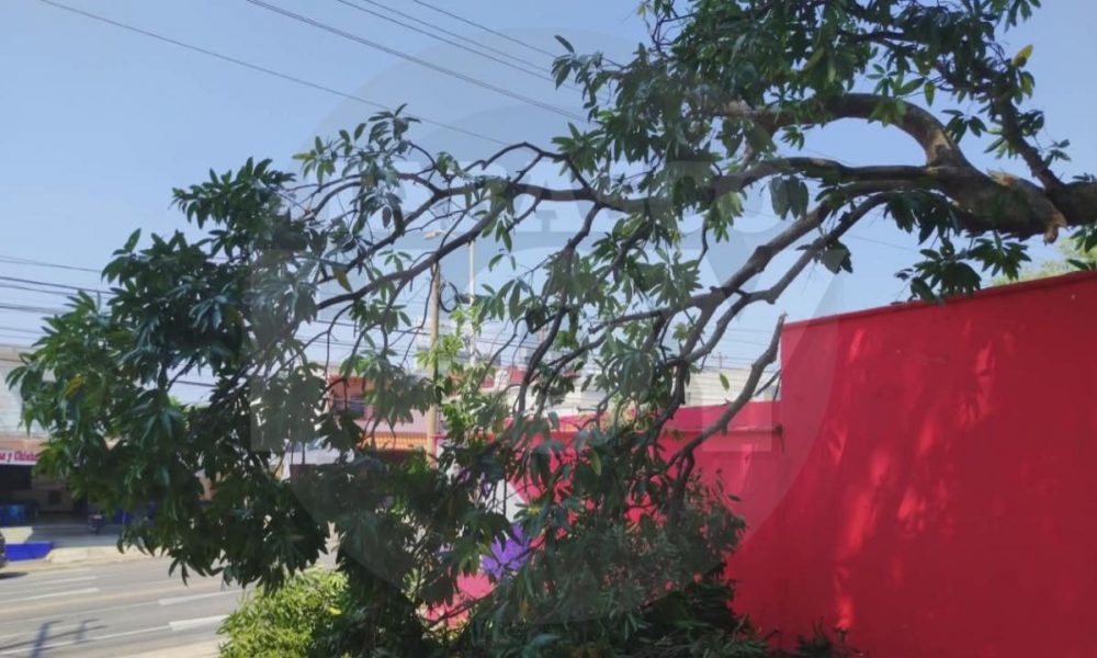 Se desgaja árbol en sede del PRI Tabasco