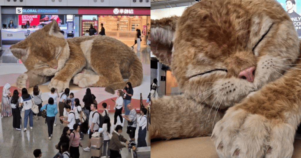 VIDEO: “A Moment to Purr”: la escultura gigante “Catzilla” que se mueve sorprende en el aeropuerto de Hong Kong