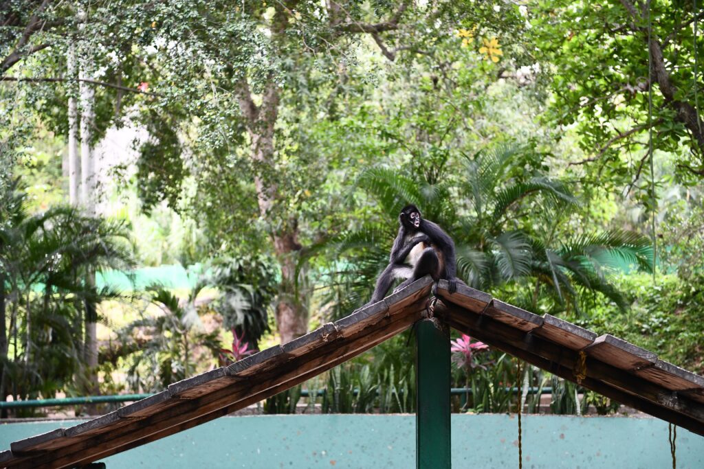 Supervisan bienestar de fauna en el Parque Museo La Venta