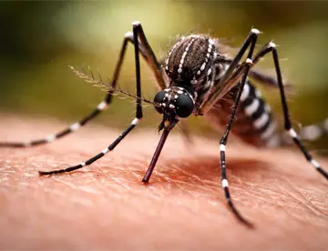 Tabasco, primer lugar nacional en incidencia por dengue