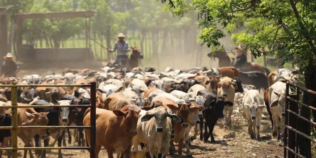 Entrega de Ganado en Huimanguillo