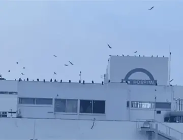 IMSS Bienestar descarta riesgos sanitarios por presencia de zopilotes en el Hospital Rovirosa"