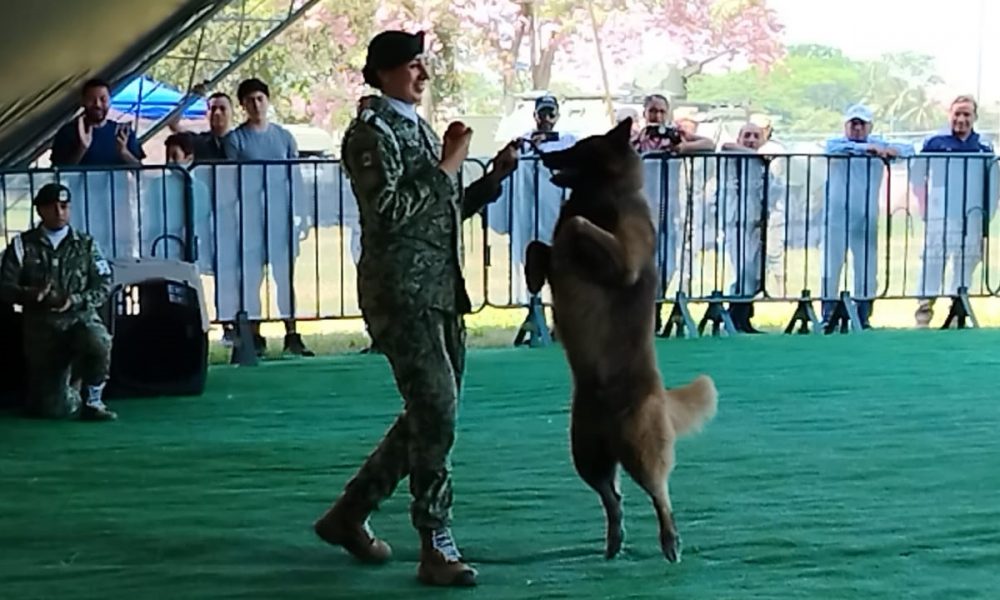 Cachorros de la SEDENA sorprenden en exhibición de adiestramiento canino