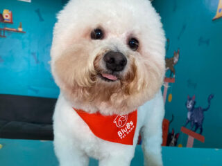 Veterinaria Blues Pet Home Av. México