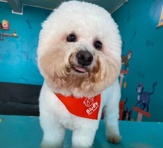 Veterinaria Blues Pet Home Av. México