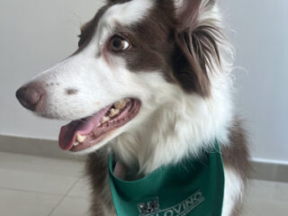 Solovino Hospital Veterinario & Club