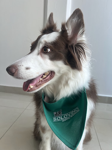 Solovino Hospital Veterinario & Club