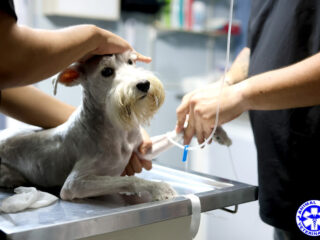 Veterinaria Animal City Hospital