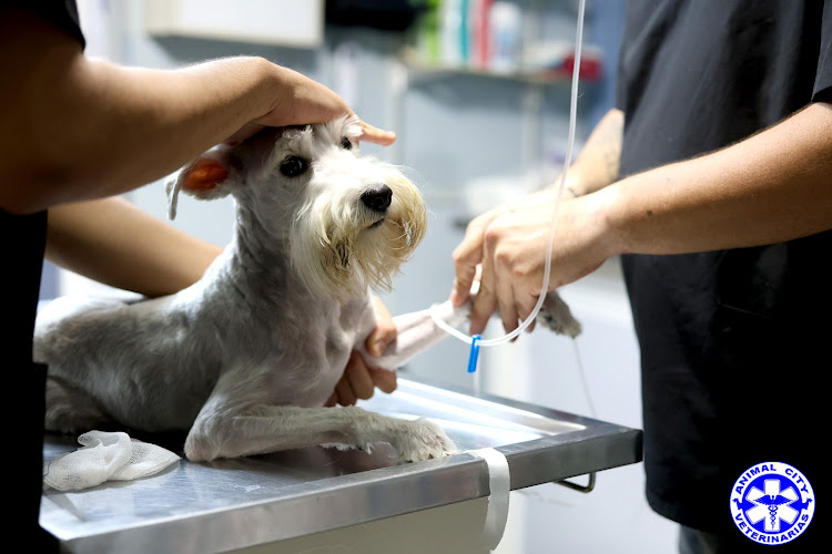 Veterinaria Animal City Hospital