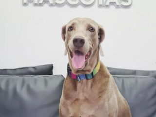 Clínica Veterinaria Dulces Mascotas