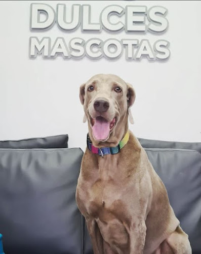 Clínica Veterinaria Dulces Mascotas