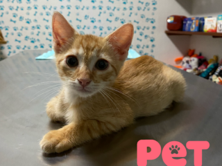 Pet Center Mx – Medicina Felina