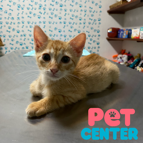Pet Center Mx – Medicina Felina