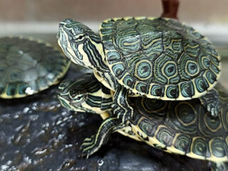 Veterinaria del Centro