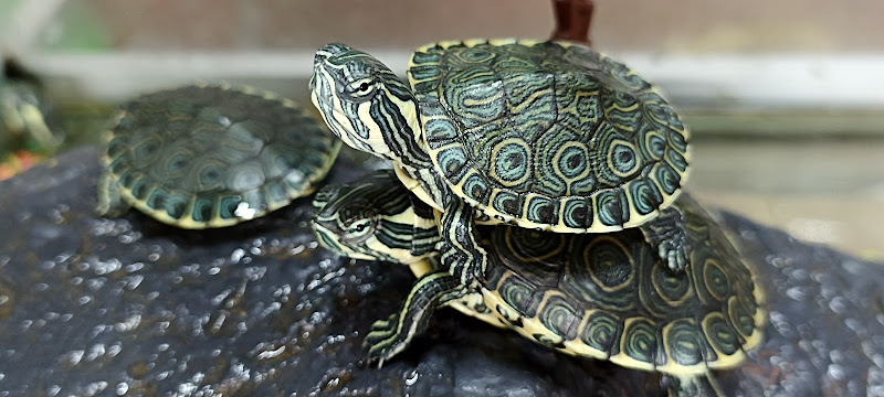 Veterinaria del Centro