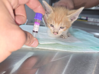 Clínica Vet services y Hotel para Mascotas