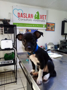 Consultorio Veterinario "Alex" "Daslan Vet"