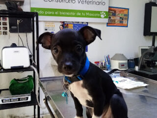 Consultorio Veterinario \”Alex\” \”Daslan Vet\”