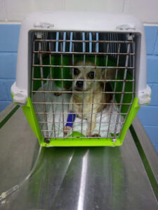 Clínica veterinaria alvisí