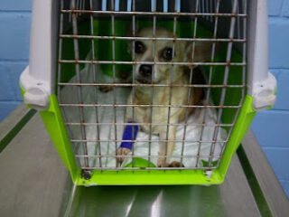 Clínica veterinaria alvisí