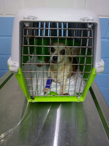 Clínica veterinaria alvisí