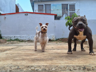 Soluciones Veterinarias 24/7