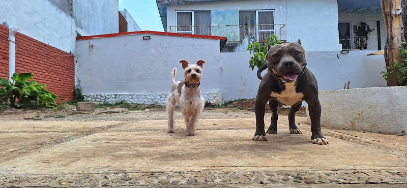 Soluciones Veterinarias 24/7