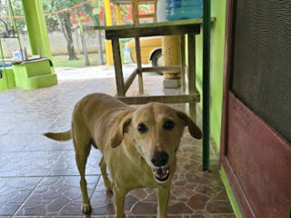 MORALES & THOMAS VETERINARIOS