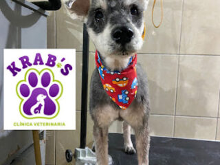 Krab\’s: Clínica Veterinaria