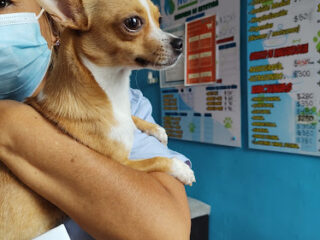 MASCOTAB CLINICA VETERINARIA