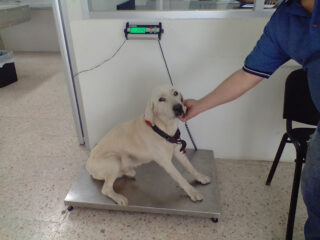 Hospital Veterinario UJAT