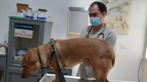 Clinica Veterinaria Ventura, S. de R.L.