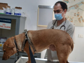 Clinica Veterinaria Ventura, S. de R.L.