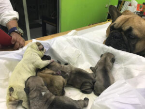 Clínica Veterinaria D' dogtors