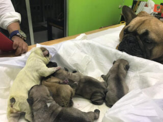 Clínica Veterinaria D\’ dogtors