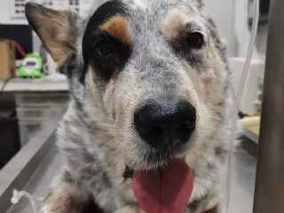 Proplan Clínica Veterinaria