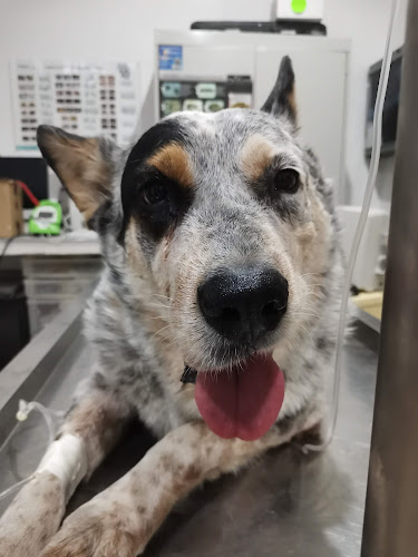 Proplan Clínica Veterinaria