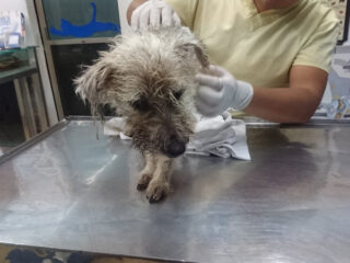 SEMEVETS Clínica Veterinaria Dr. Fernando