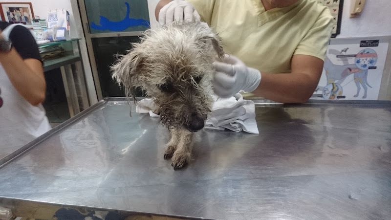 SEMEVETS Clínica Veterinaria Dr. Fernando