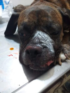 Clinica Veterinaria Centro De Vida Animal